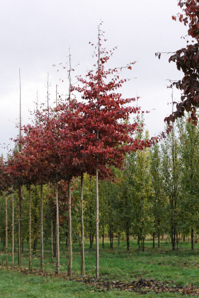 Parrotia persica Bella